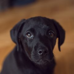 Ein Labrador schaut mit traurigen Augen nach oben