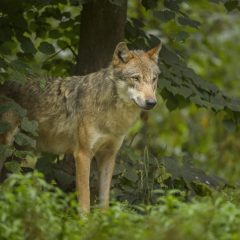 Ein Wolf steht ruhig im Wald